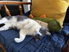 Jojo #1730 - Offered by Owner - Friendly Male