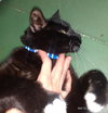 OREO #1731 - Offered by Owner - indoor/outdoor