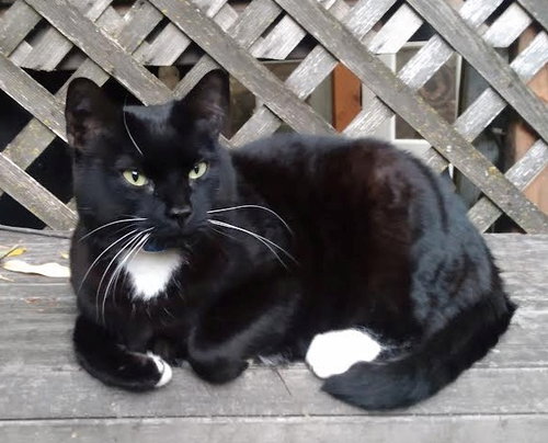 picture of the cat needing adoption