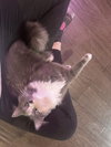 MINKA #1733 - Offered by Owner - Young gal
