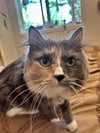 MINKA #1733 - Offered by Owner - Young gal