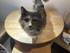MINKA #1733 - Offered by Owner - Young gal