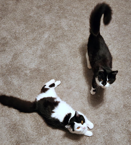 Abigail and Isabell - Soft, Friendly Lapsitters