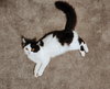 Abigail and Isabell - Soft, Friendly Lapsitters