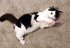 Abigail and Isabell - Soft, Friendly Lapsitters