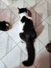 Abigail and Isabell - Soft, Friendly Lapsitters