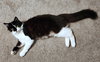 Abigail and Isabell - Soft, Friendly Lapsitters
