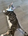 SOLDIER - Offered by Owner - Friendly, FIV+