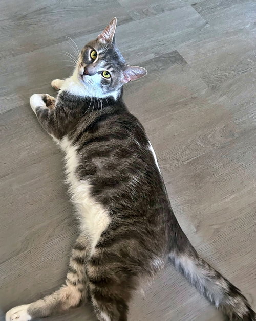 picture of the cat needing adoption