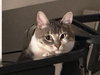 SOLDIER - Offered by Owner - Friendly, FIV+