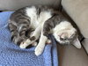 SOLDIER - Offered by Owner - Friendly, FIV+