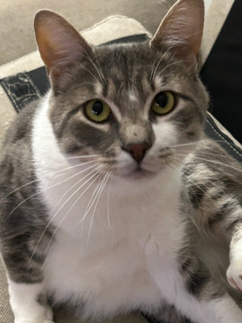 SOLDIER - Offered by Owner - Friendly, FIV+
