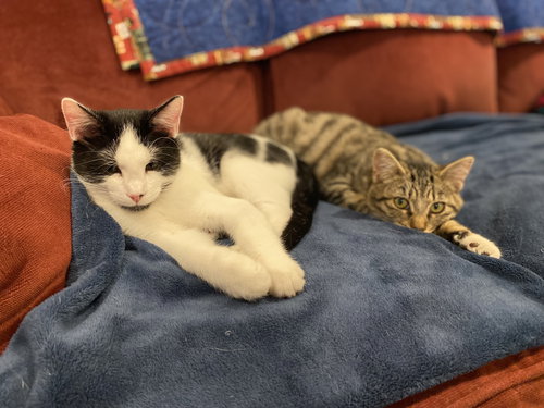2 Buddies Casper & Clifford kittens