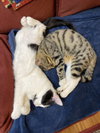 2 Buddies Casper & Clifford kittens