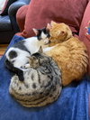 2 Buddies Casper & Clifford kittens