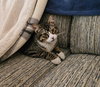 OLIVER - Offered by Owner
