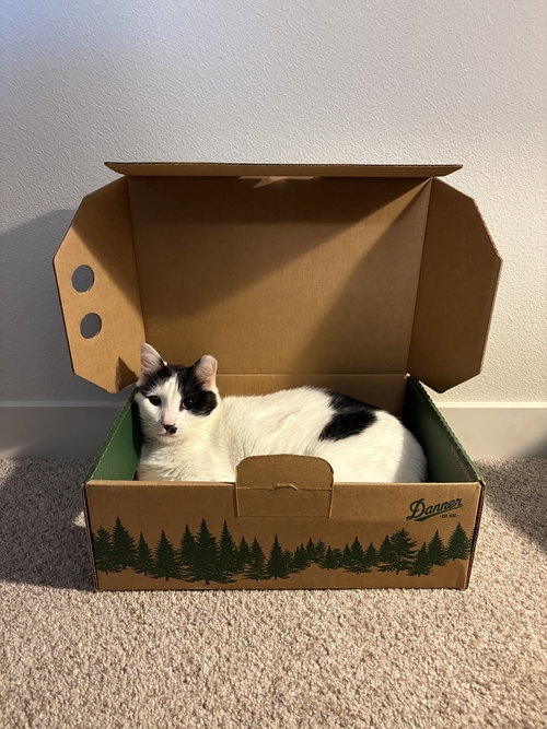 OSCAR #1734 - Offered by Owner - Family Cat