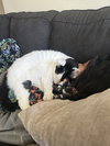 OSCAR #1734 - Offered by Owner - Family Cat