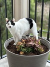 OSCAR #1734 - Offered by Owner - Family Cat