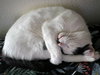 OSCAR #1734 - Offered by Owner - Family Cat
