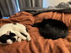 OSCAR #1734 - Offered by Owner - Family Cat