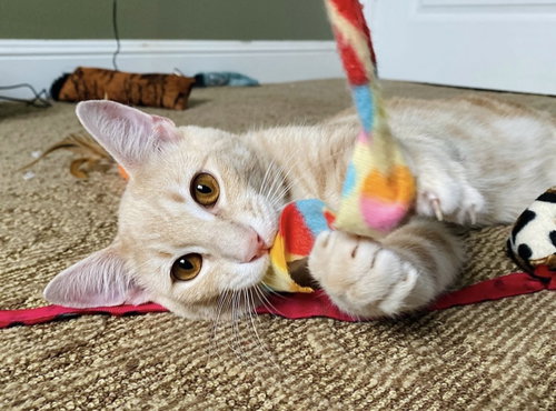 picture of the cat needing adoption