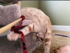 TANGO #1738 - Offered by Owner - Young and Active