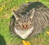 GEMMA #1736 -  Offered by Owner - Indoor/outdoor