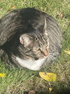 GEMMA #1736 -  Offered by Owner - Indoor/outdoor