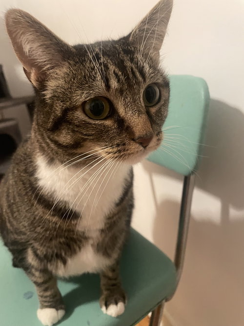 picture of the cat needing adoption