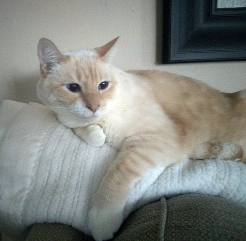 TUCKER #1737 - Offered by Owner - Sr.Siamese