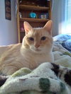 TUCKER #1737 - Offered by Owner - Sr.Siamese