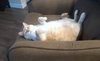 TUCKER #1737 - Offered by Owner - Sr.Siamese