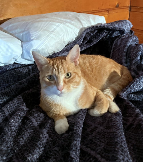 picture of the cat needing adoption