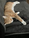 SAWYER #1739 - Offered by Owner - Young Adult