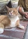 SAWYER #1739 - Offered by Owner - Young Adult