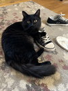 OBSIDIAN #1741- Offererd by Owner - Young Female
