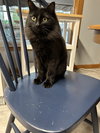 OBSIDIAN #1741- Offererd by Owner - Young Female