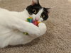 TESS #1742 - Offered by Owner - Senior
