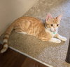 SUNNY #1744 - Offered by Owner - Young Male