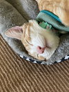 SUNNY #1744 - Offered by Owner - Young Male