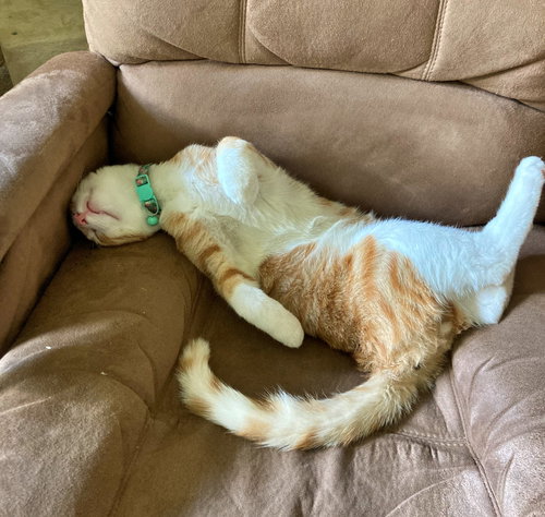 picture of the cat needing adoption