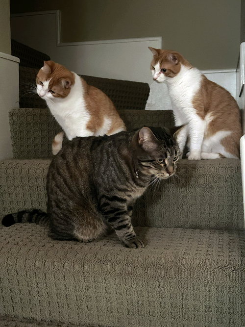 picture of the cat needing adoption