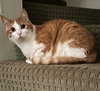 Barley & Oatmeal - Offered by Owner - Bonded Boys