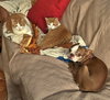 Barley & Oatmeal - Offered by Owner - Bonded Boys