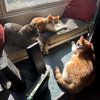 Barley & Oatmeal - Offered by Owner - Bonded Boys