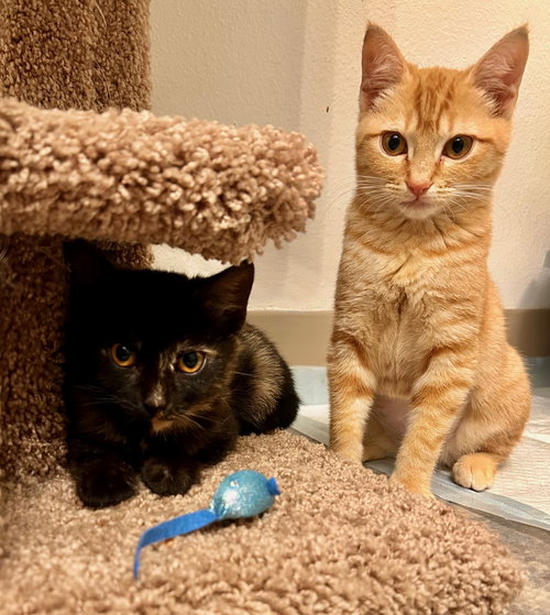 Kitten Sisters Winnie and Sarah