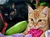 Kitten Sisters Winnie and Sarah