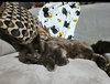 AKUMA #1746 - Offered by Owner - In/out