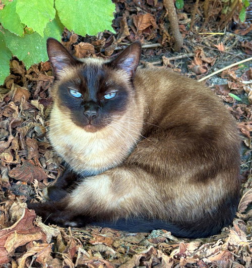 Katniss & KungPao#1747-Offered by Owner - Siamese